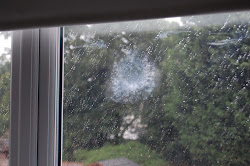 bird into window flew