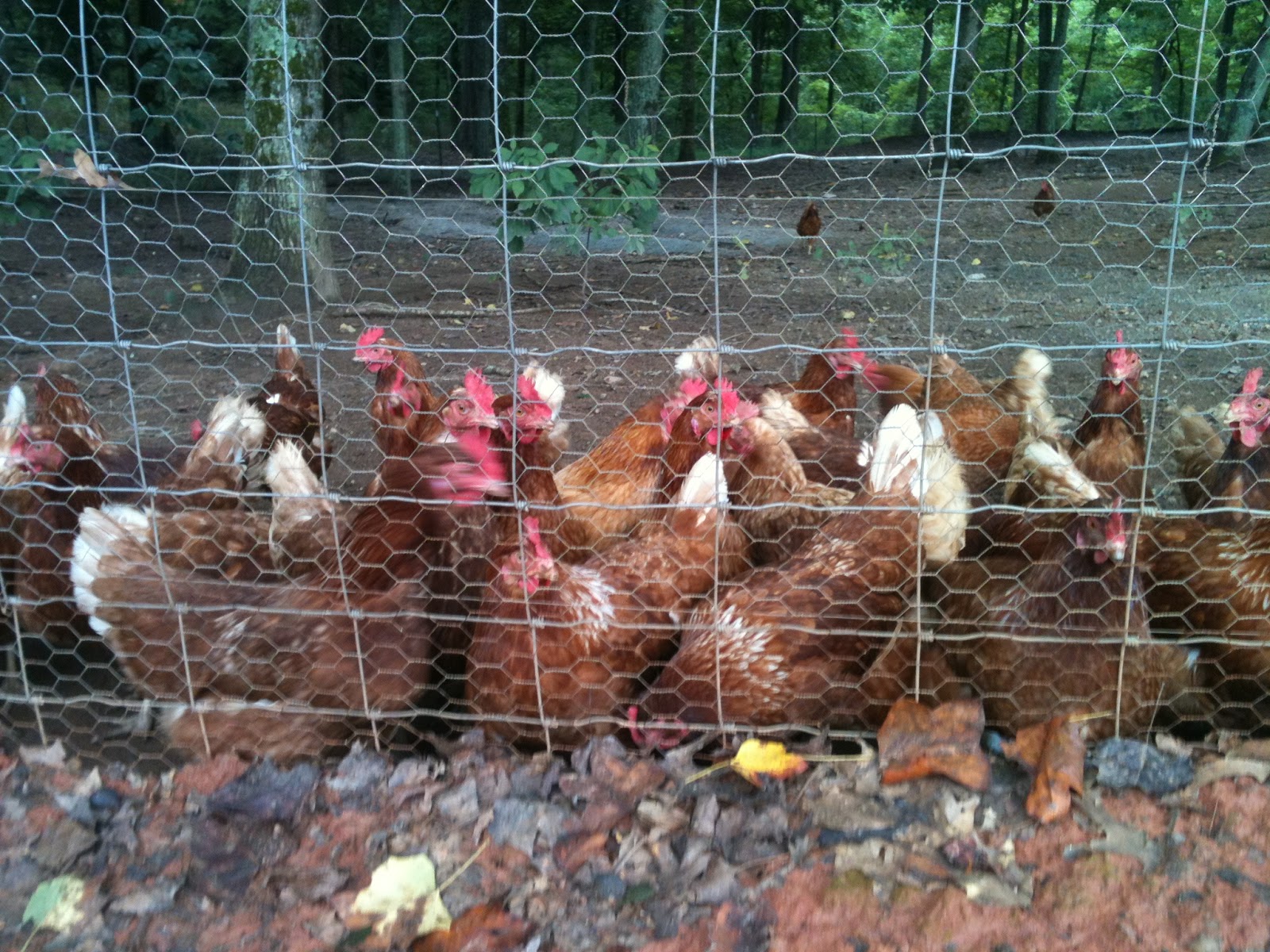 Roaming Fork "Bistro On Wheels"