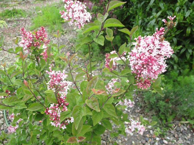Three Dogs In A Garden The New Dwarf Hydrangeas