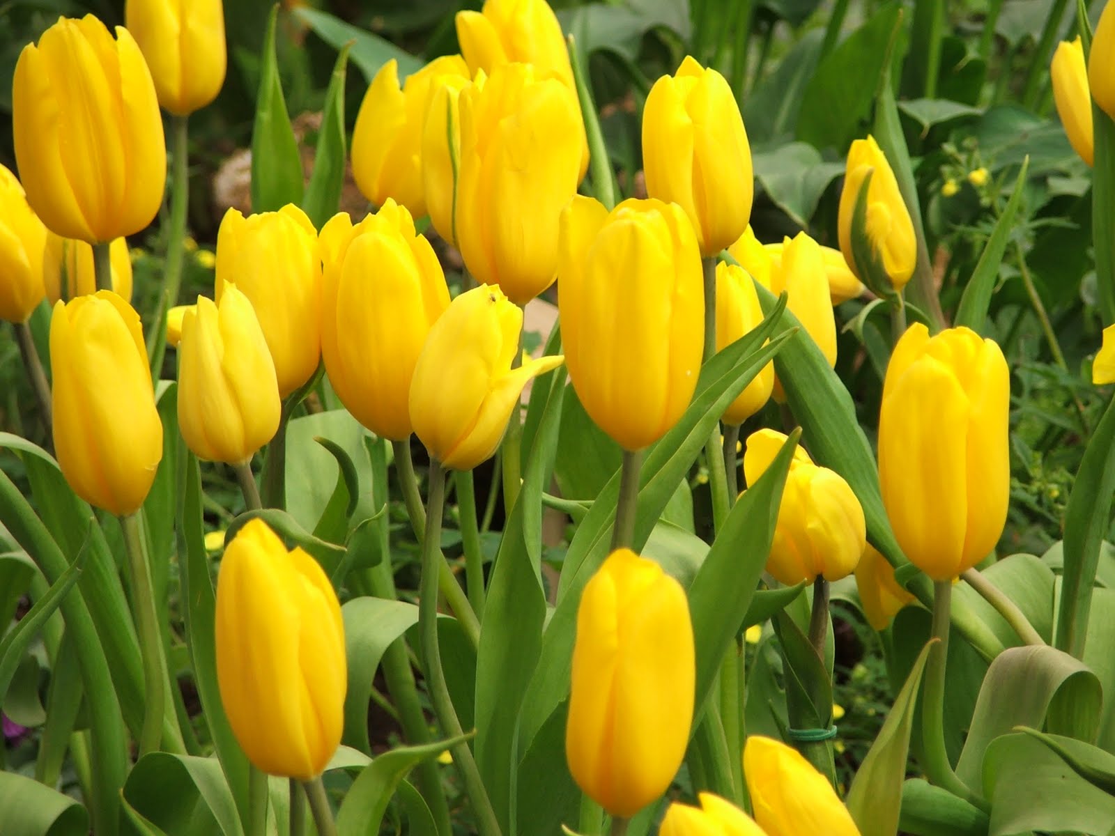 Flowers Lover Blog Tulip Legends