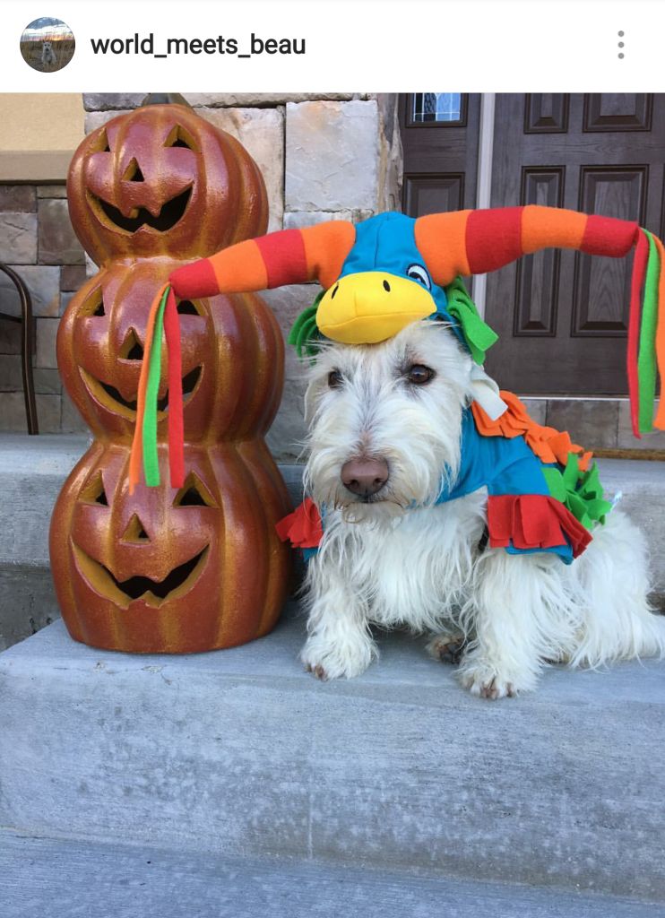 Scottie Mom 15 Scottish Terriers Rocking Costumes