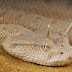 As 9 Cobras mais bizarras do mundo