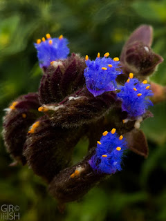 Wild flowers, Kaas Wild flowers, Kaas
