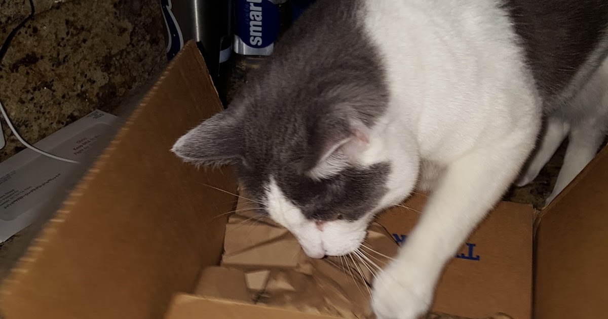 catamazing amazon catamazing amazon