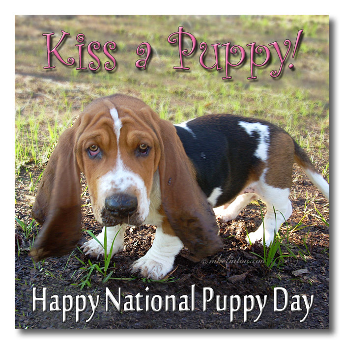 Bentley Basset Hound with a muddy face and ears. Kiss a Puppy on National Puppy Day