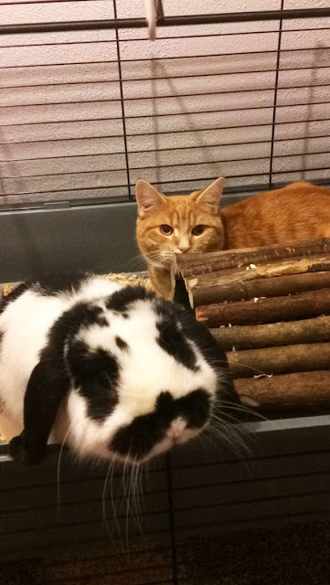 Cat Obsessed With Bunny Brother Just Does Not Leave His Side