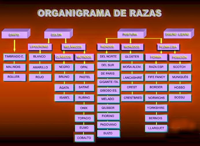 ORGANIGRAMA DE RAZAS