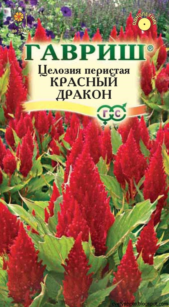 Каталог Семян Цветов С Фото И Названиями