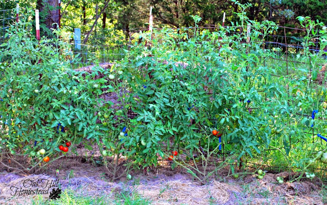 The Garden Expansion Oak Hill Homestead