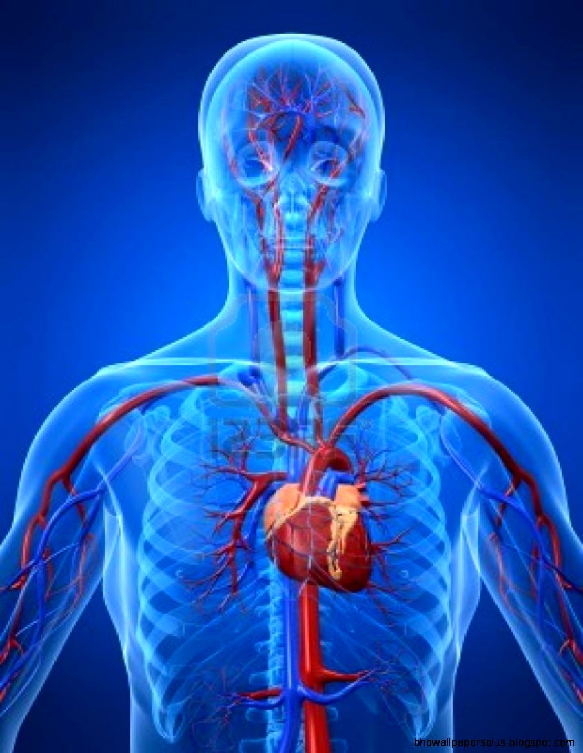 Anatomy and Physiology Course in Ireland