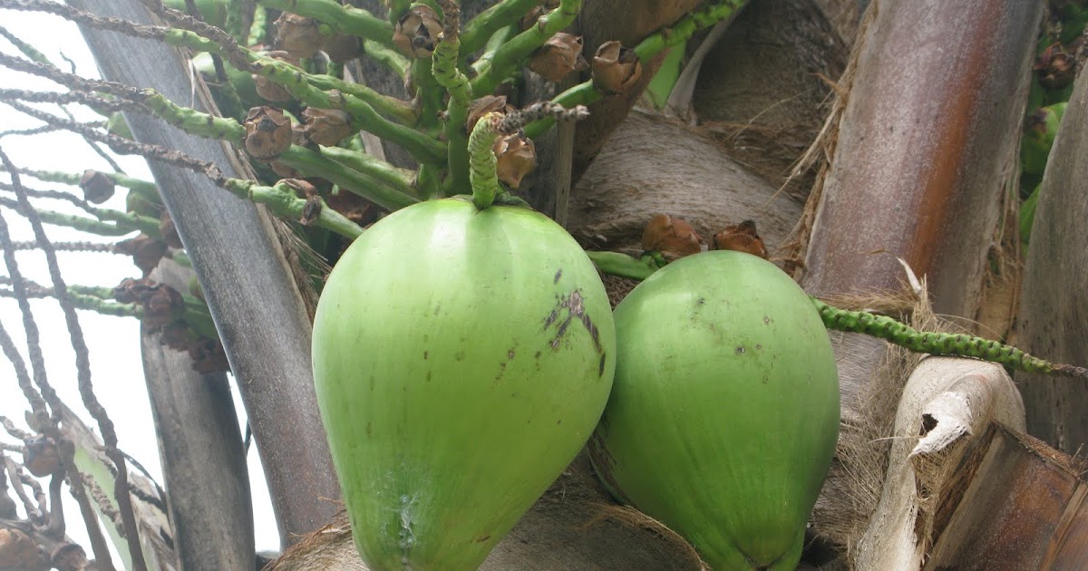 It's all about Coconut ) How did the coconut get its name?