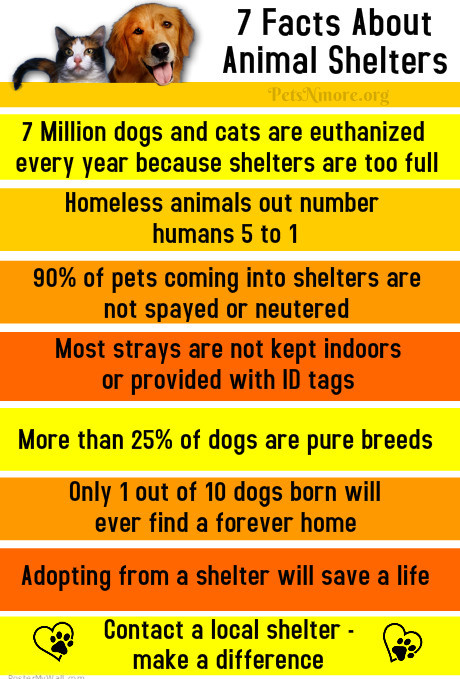 Pets N More: 7 Surprising Facts About Animal Shelters