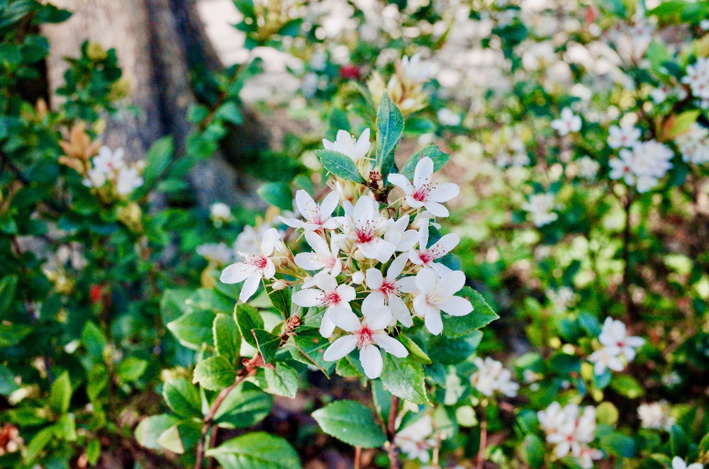 大地回春各地晴朗好天氣,在市民大道北側的華山公園帶狀沿線上、台北植物園石斑木已開始綻放嬌美的白色小花! 大地回春各地晴朗好天氣,在市民大道北側的華山公園帶狀沿線上、台北植物園石斑木已開始綻放嬌美的白色小花!