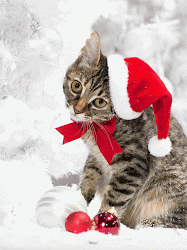 christmas cats animated hat xmas animation cat santa merry amazing santas wallpapers twinkle