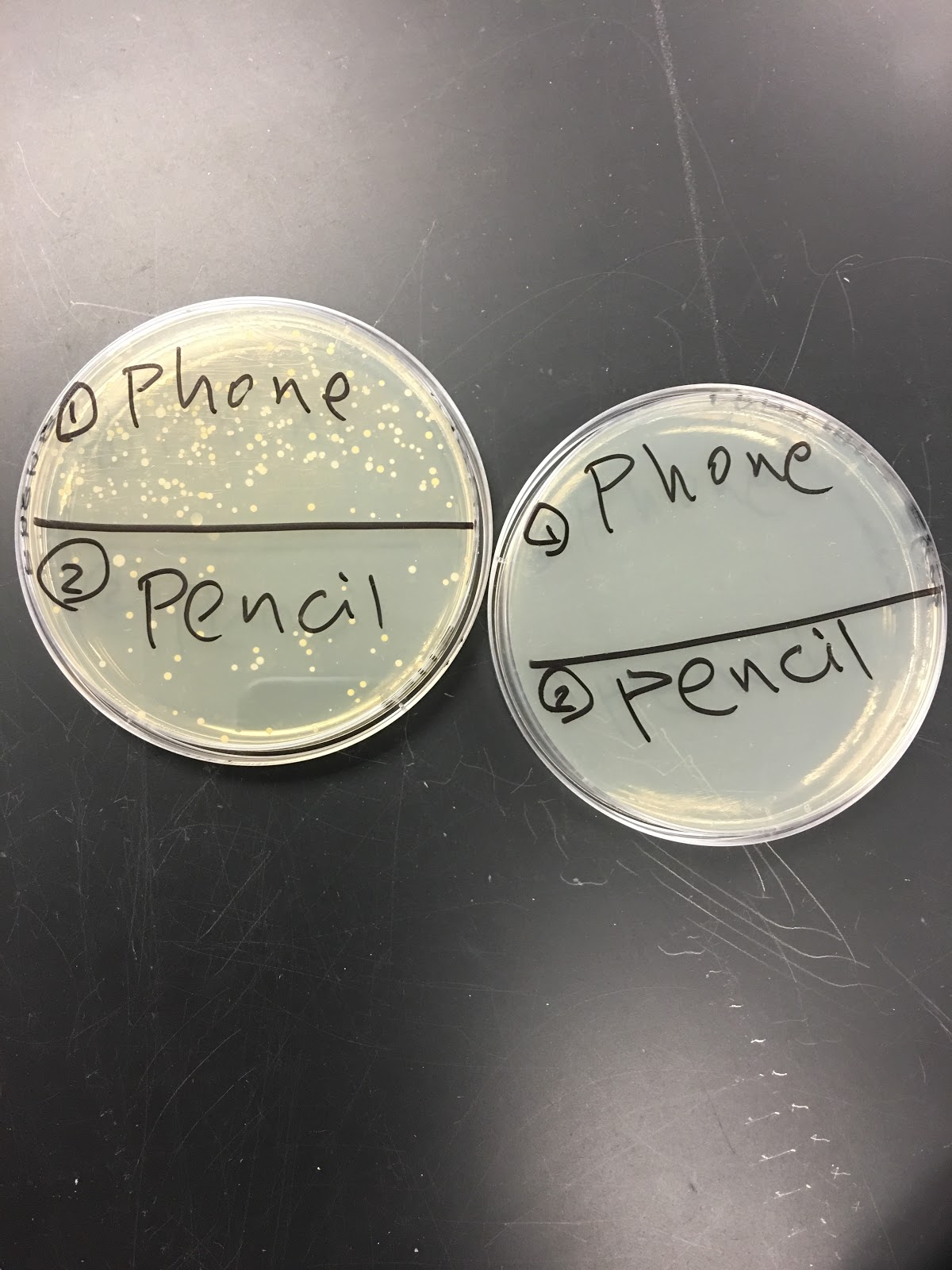BIOL213 PLANTS ONE Mystery TSA Plates