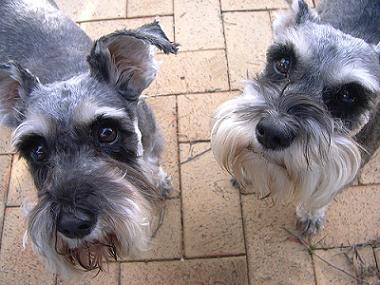 miniature schnauzer