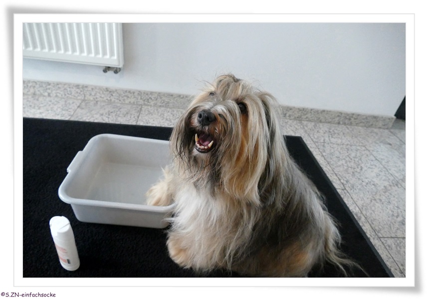 [Hundeblog] Einfach Socke Kennt Ihr noch Tilly?