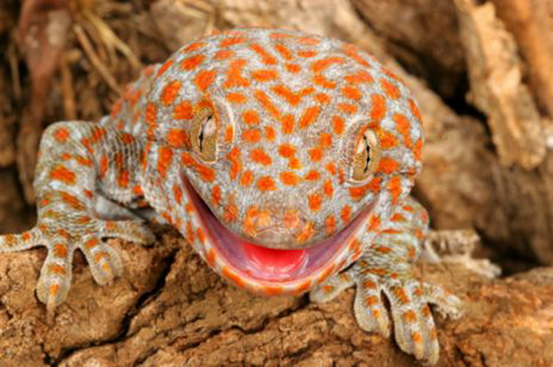 Дневная ящерица. Гекон. Gecko геккон. Ящерица с пятнами. Геккон с капюшоном.