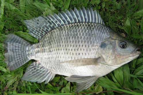 Trik Cara Mancing Ikan Nila Terbukti Langsung Nyaplok