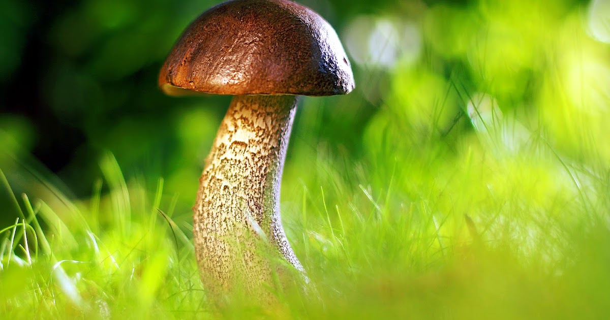 Wallpaper of the day: 01/25/2019 ~ Axis wallpapers