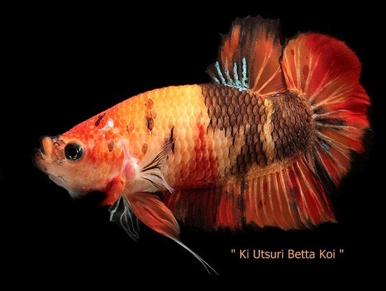 Tahukah Kamu, Beginilah Sejarah Ikan Cupang Koi di Indonesia
