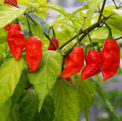 Egrow 200Pcs Indian Ghost Pepper Seeds Chili Seeds Vegetable Rare Red