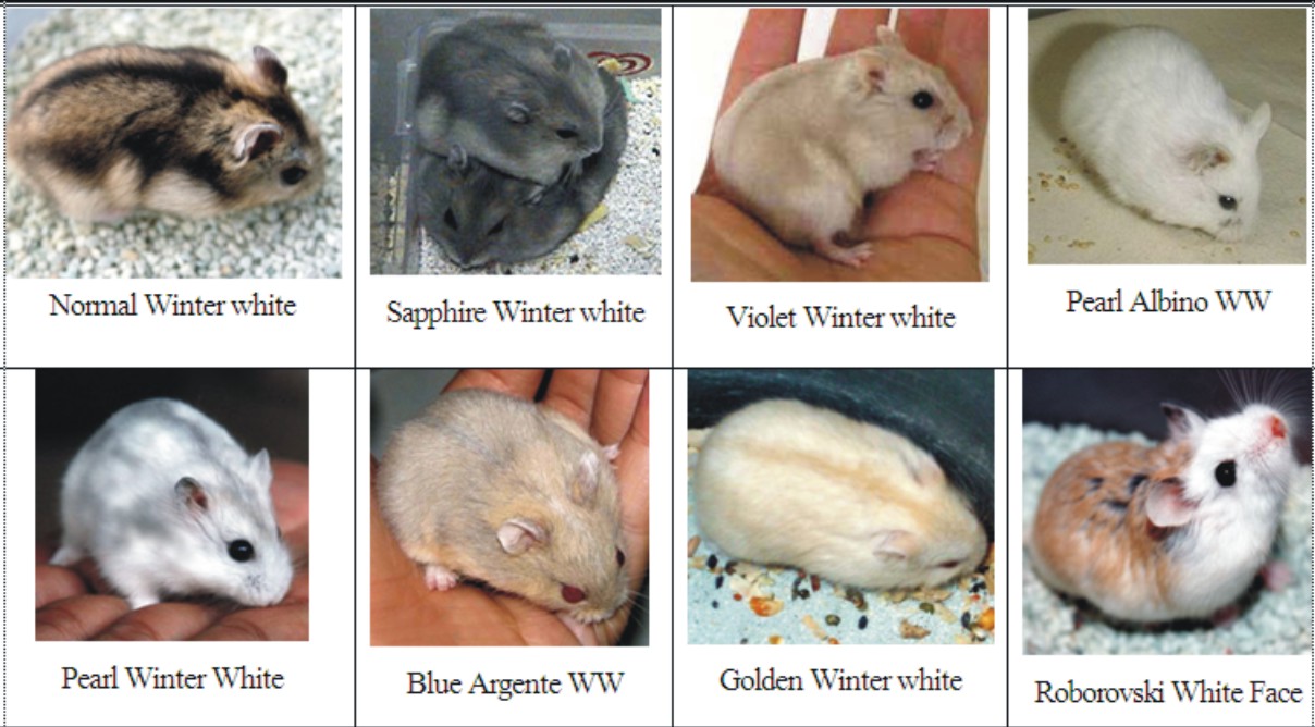 hamzhamzblog: jenis-jenis hamster yang ada di indonesia= Campbell dan