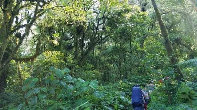 hutan gunung kembang