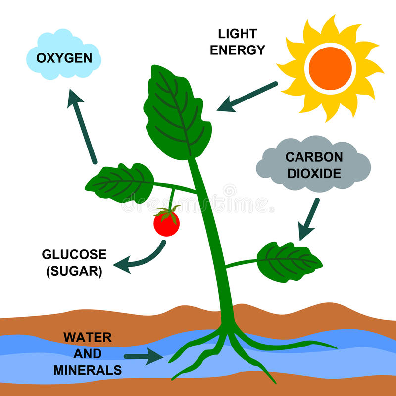 el proceso de la fotosintesis