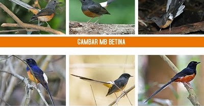 Indo Kicau Mania Kumpulan Foto Perbedaan Jantan Betina Berbagai