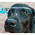 Google desarrolla proyecto de Google Glass para perros denominado FIDO