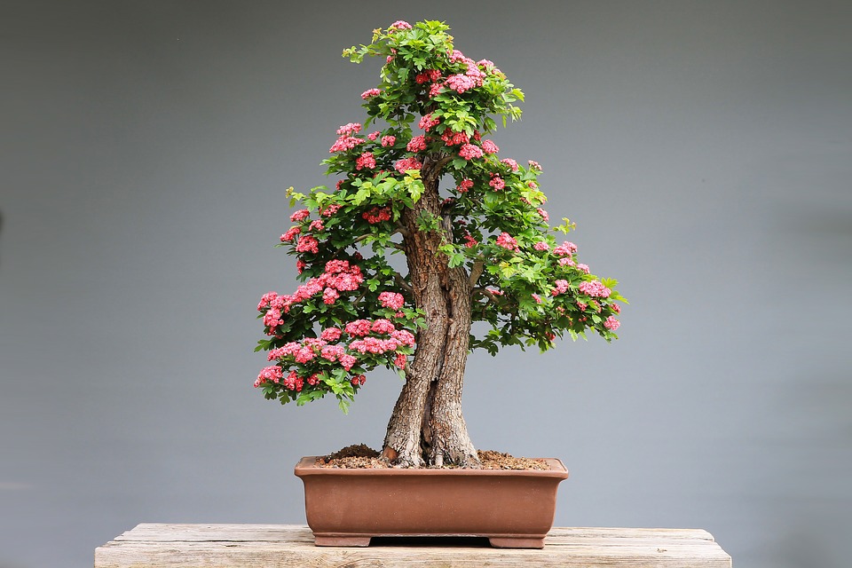 Se virando sem grana Como cultivar “Bonsai”