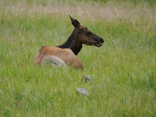 Elk Yellowstone Wyoming Wapiti