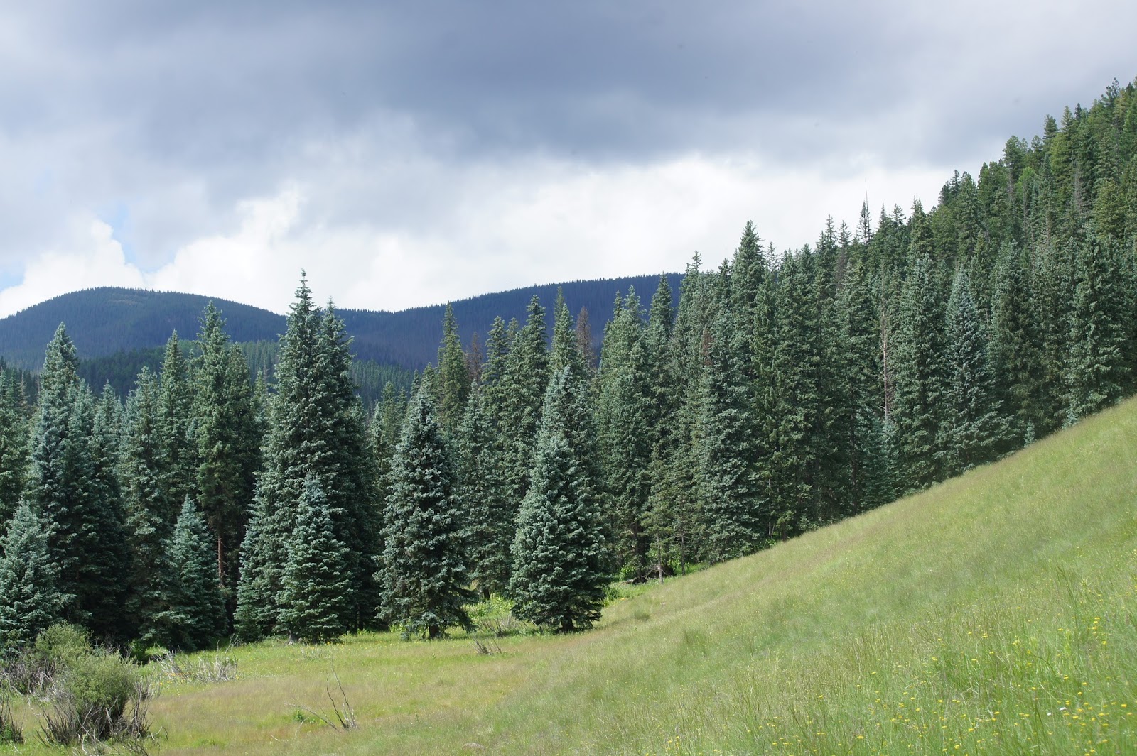 Tommy D's Birding Expeditions Birding In Arizona's White Mountains