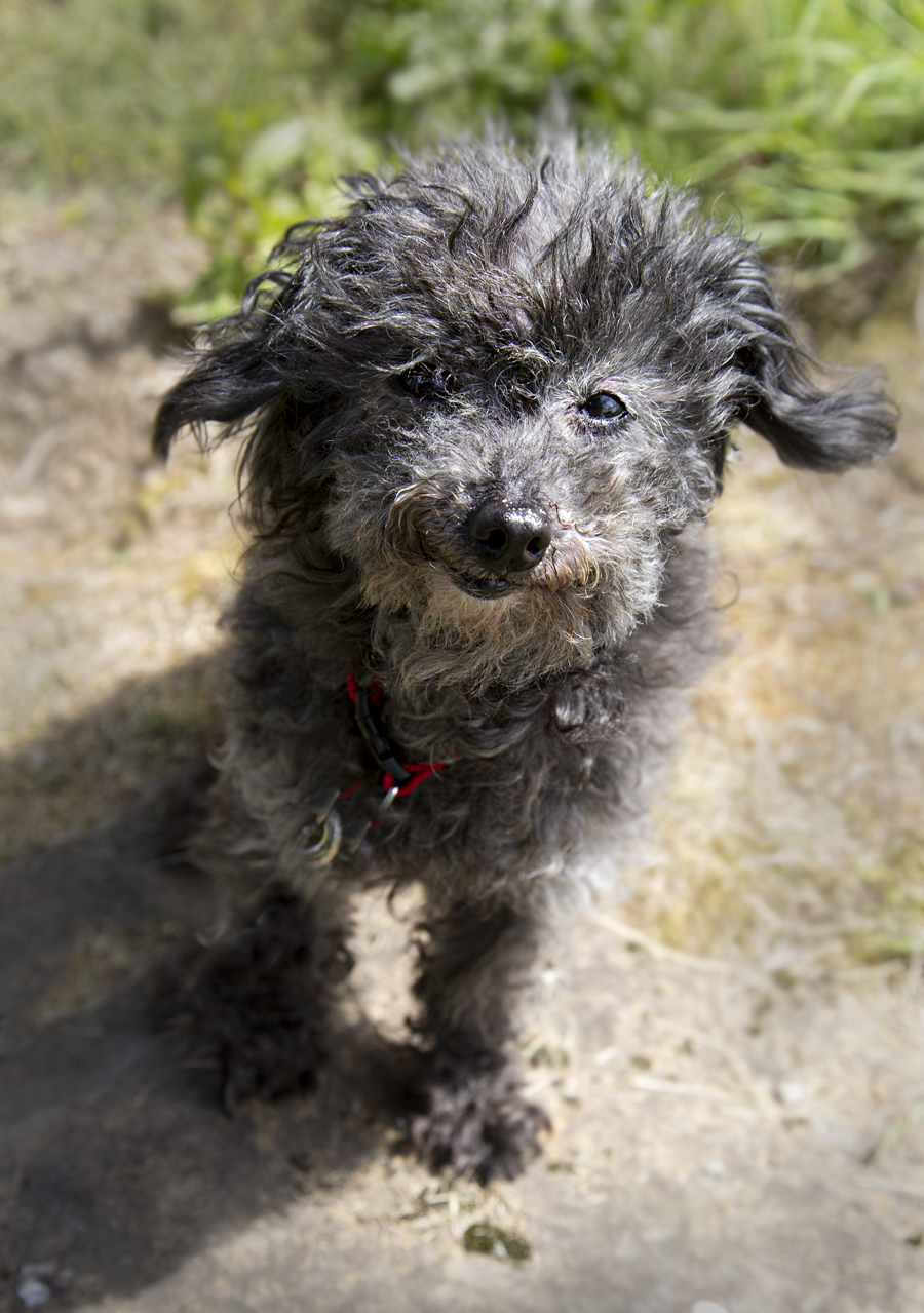 Shelter Dogs of Portland "LACEY" darling little senior Toy Poodle