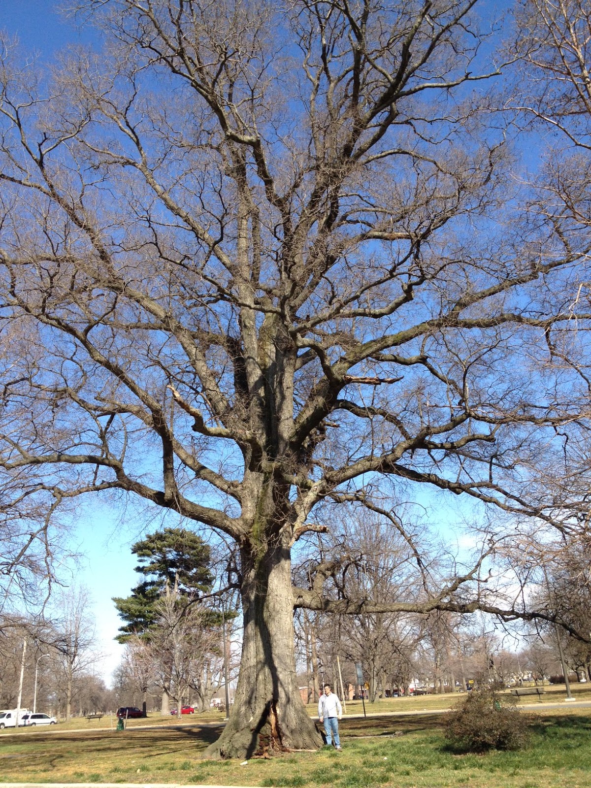 PHILLY TREES Notable Trees List