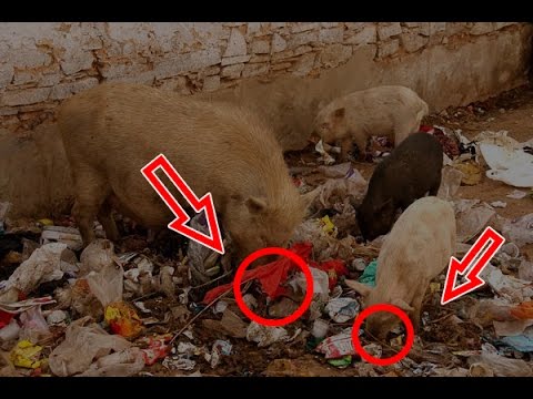 BABI merupakan ciptaan Allah. Tapi MENGAPA ia HARAM dimakan? | Islam