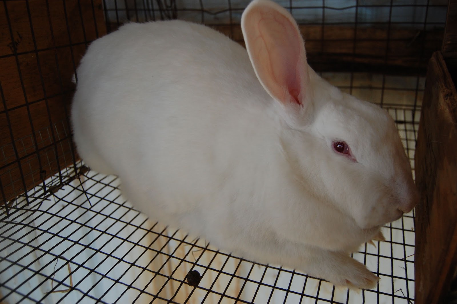 My Life as a Ranch Girl: Rabbits