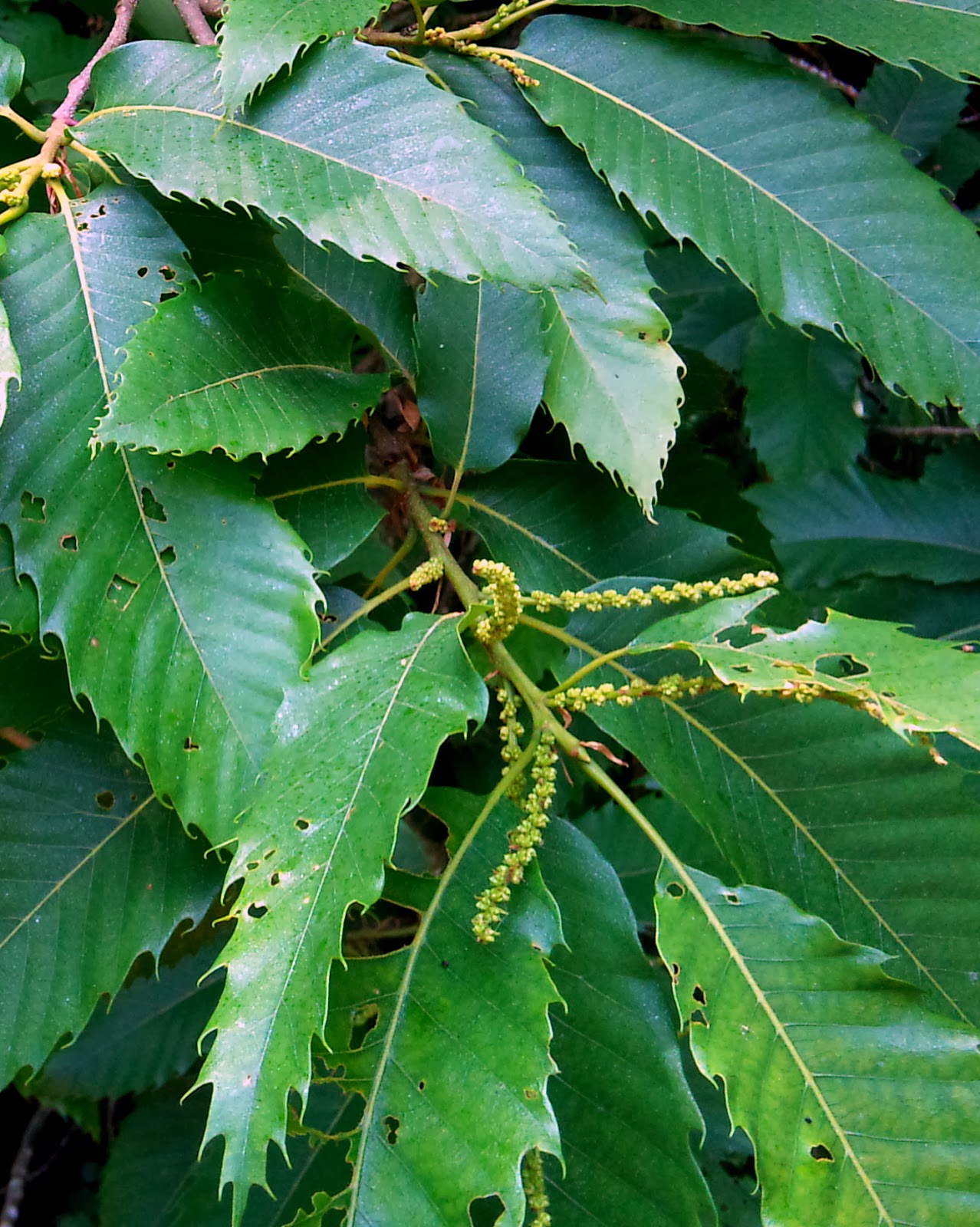 Árboles con alma: Castaño. Castanyer. (Castanea sativa)