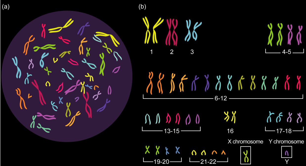 Los Cromosomas Historia Estructura Y Tipos Biología