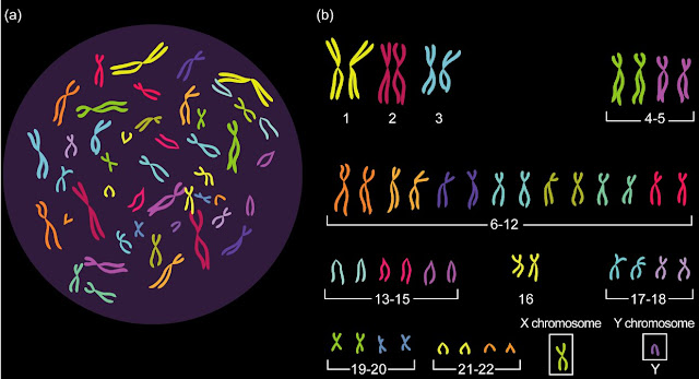 Clases de cromosomas