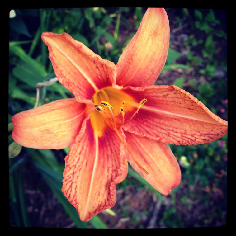 Halcyon Days Moon Flowers