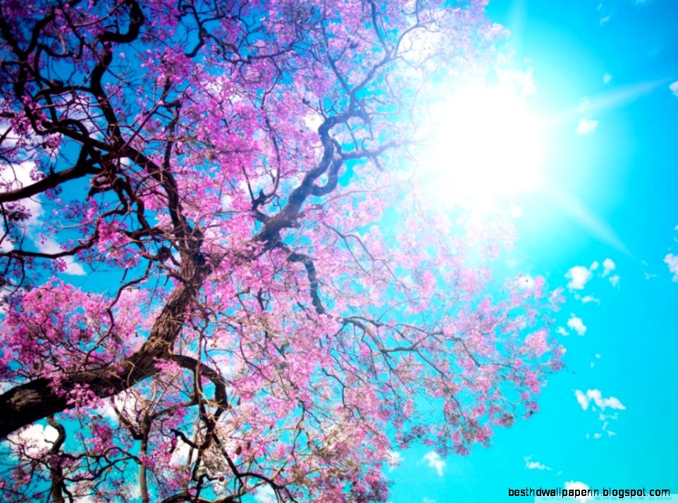Spring Sunshine HD desktop wallpaper  High Definition