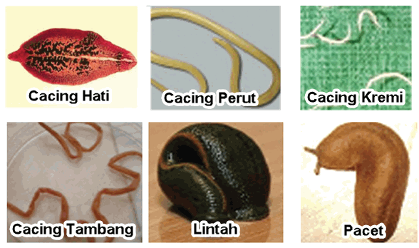 Kelompok Hewan  Invertebrata  dan Vertebrata  Mikirbae