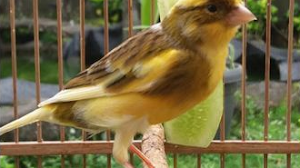 Download Suara Burung Kenari Loper Durasi Panjang Mp3 Untuk Masteran