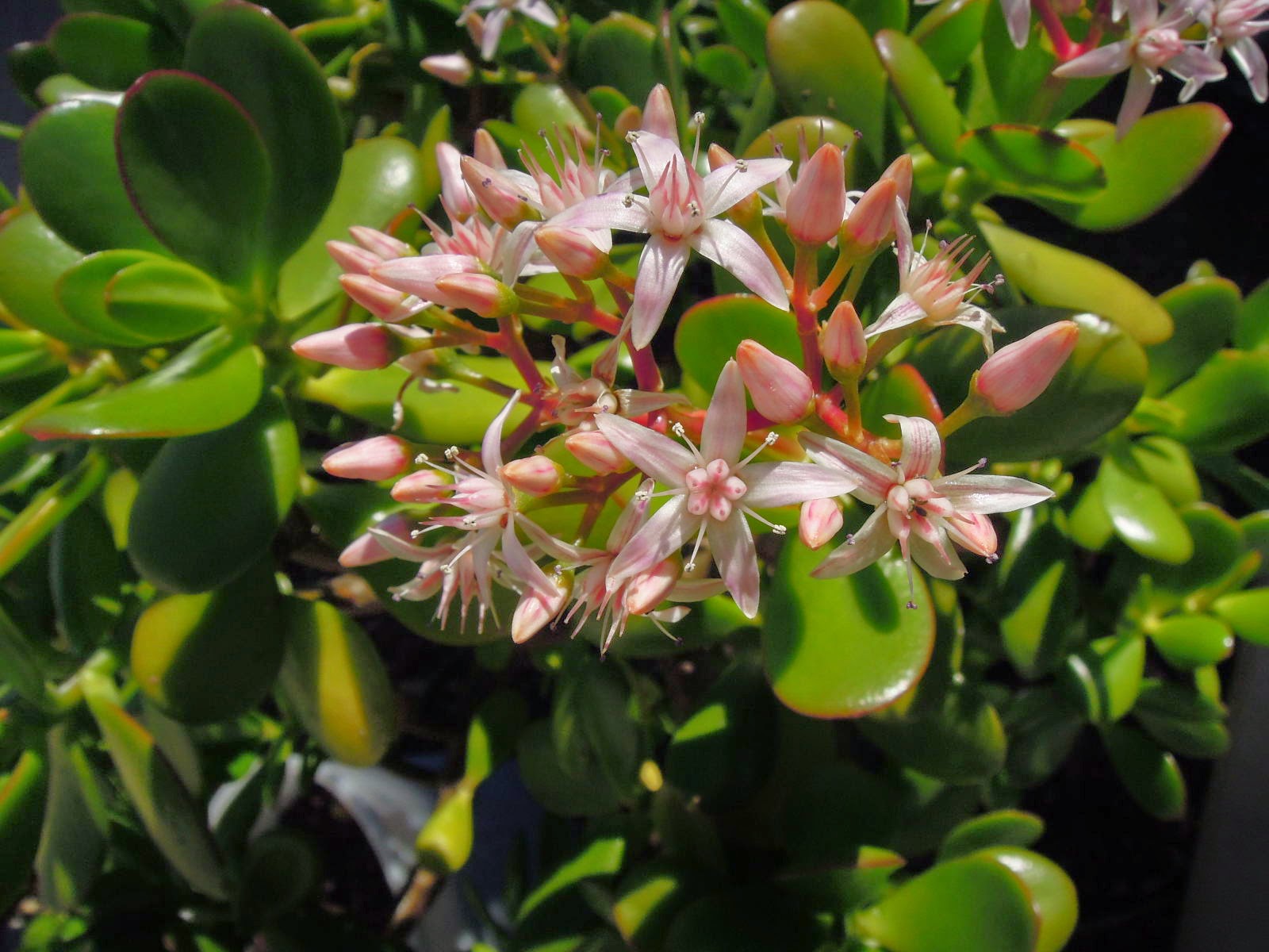 Moristotle & Co. Ask Wednesday How does your flowering jade plant look?