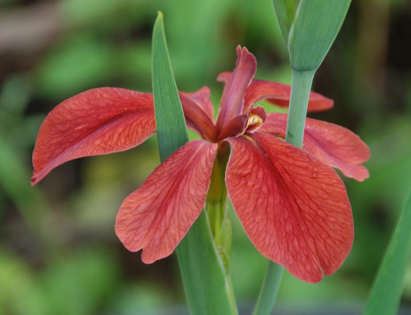 World of Irises Louisiana iris species planting in the Northlake