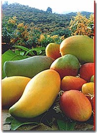 EL MANGO Y SUS VARIEDADES