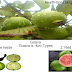 Guava! Natural product or quality on writer