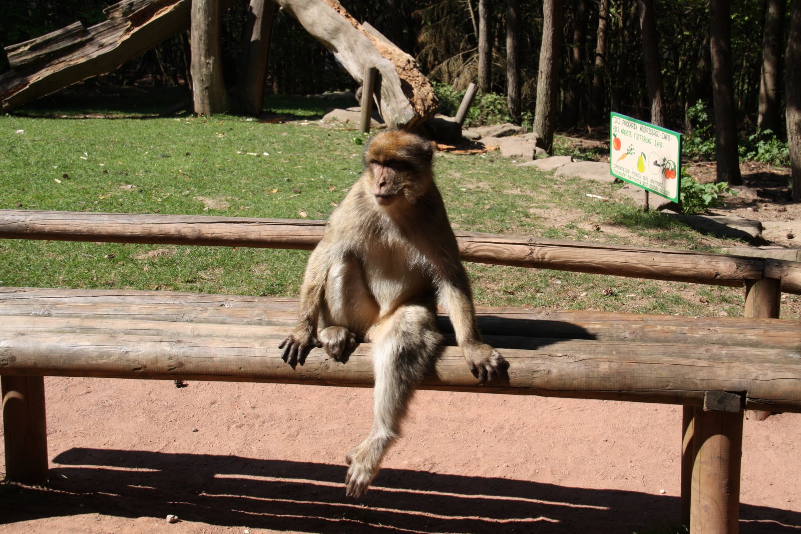 My Rotary Adventure Feeding Monkeys in France!
